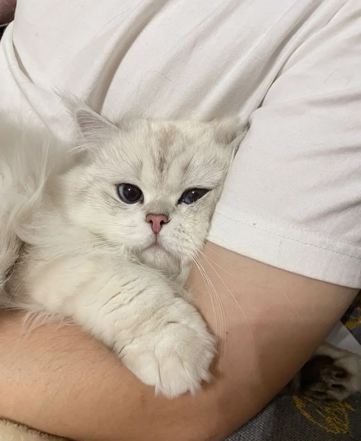 For Your Adorable Pet